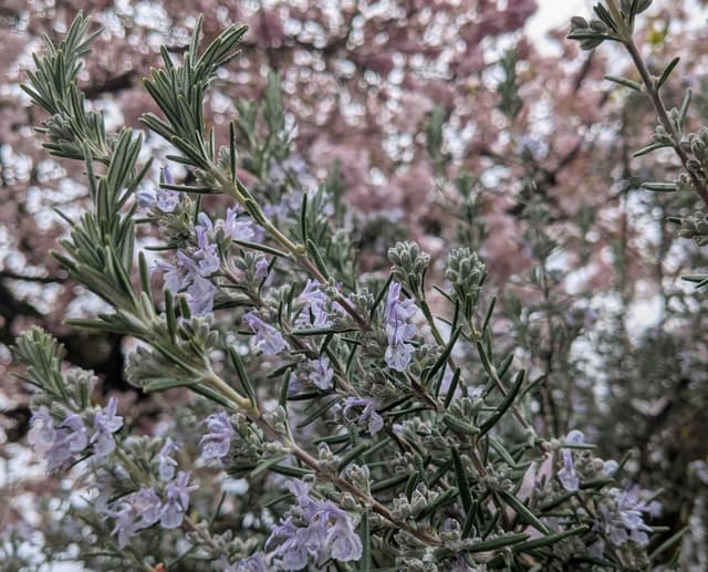 rosemary