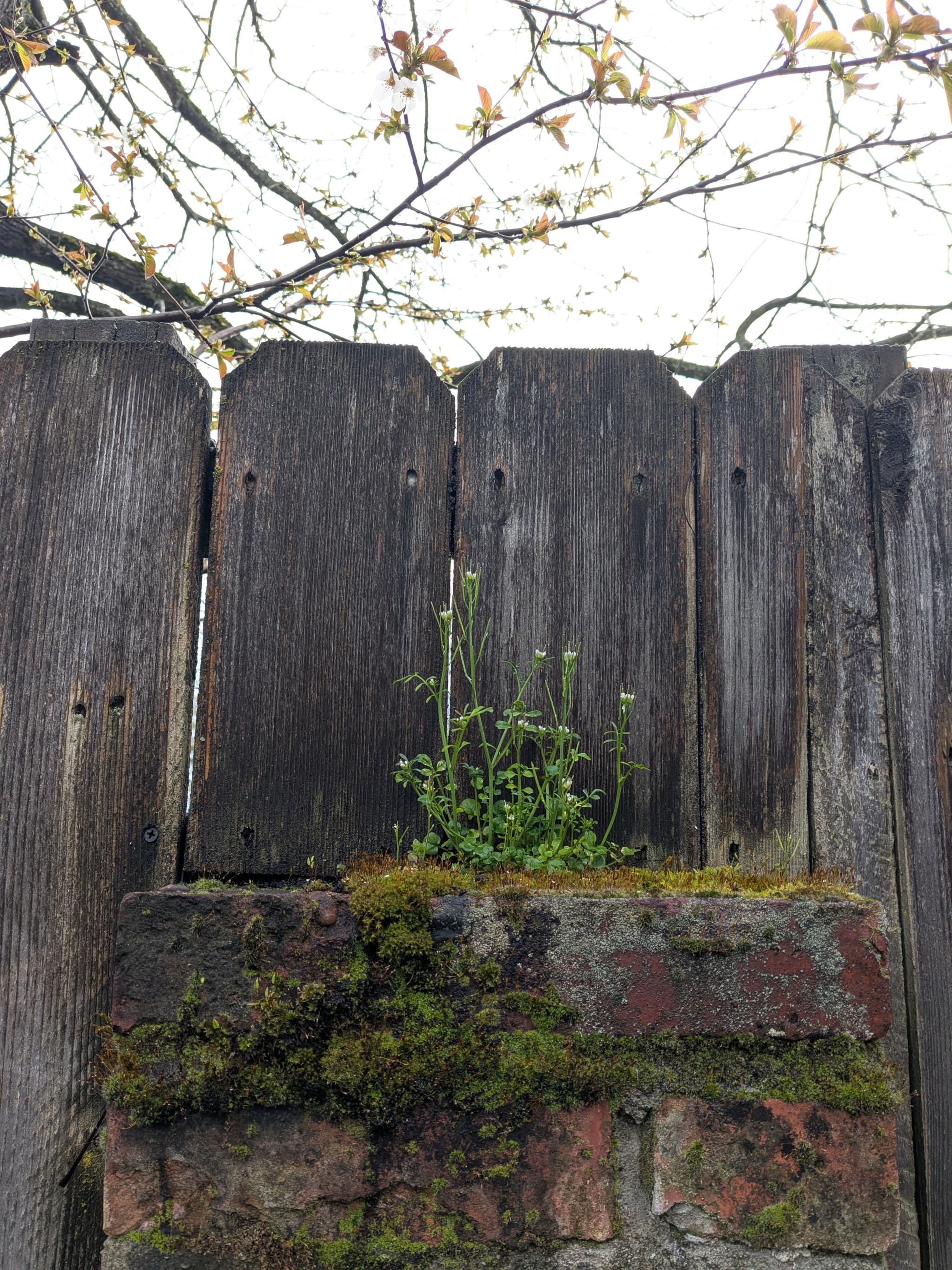 Fairy garden