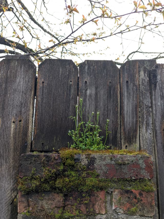 Fairy garden