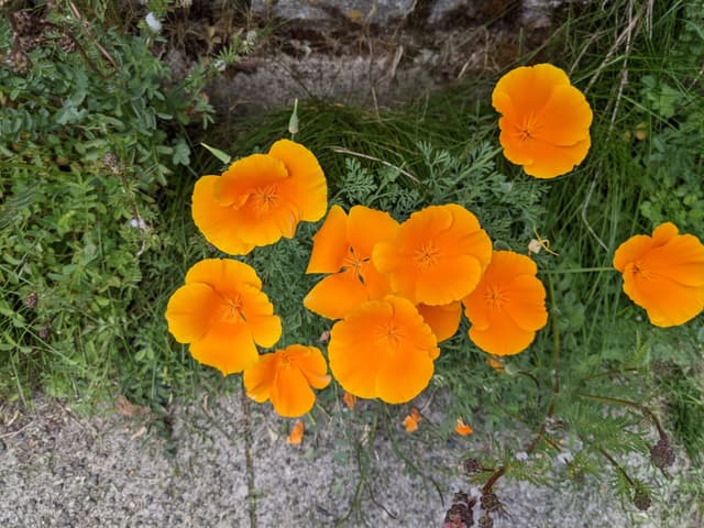 Poppy season