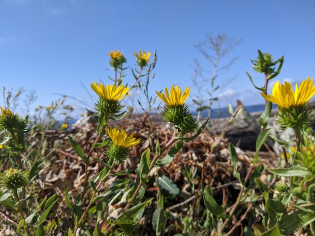 West Seattle views
